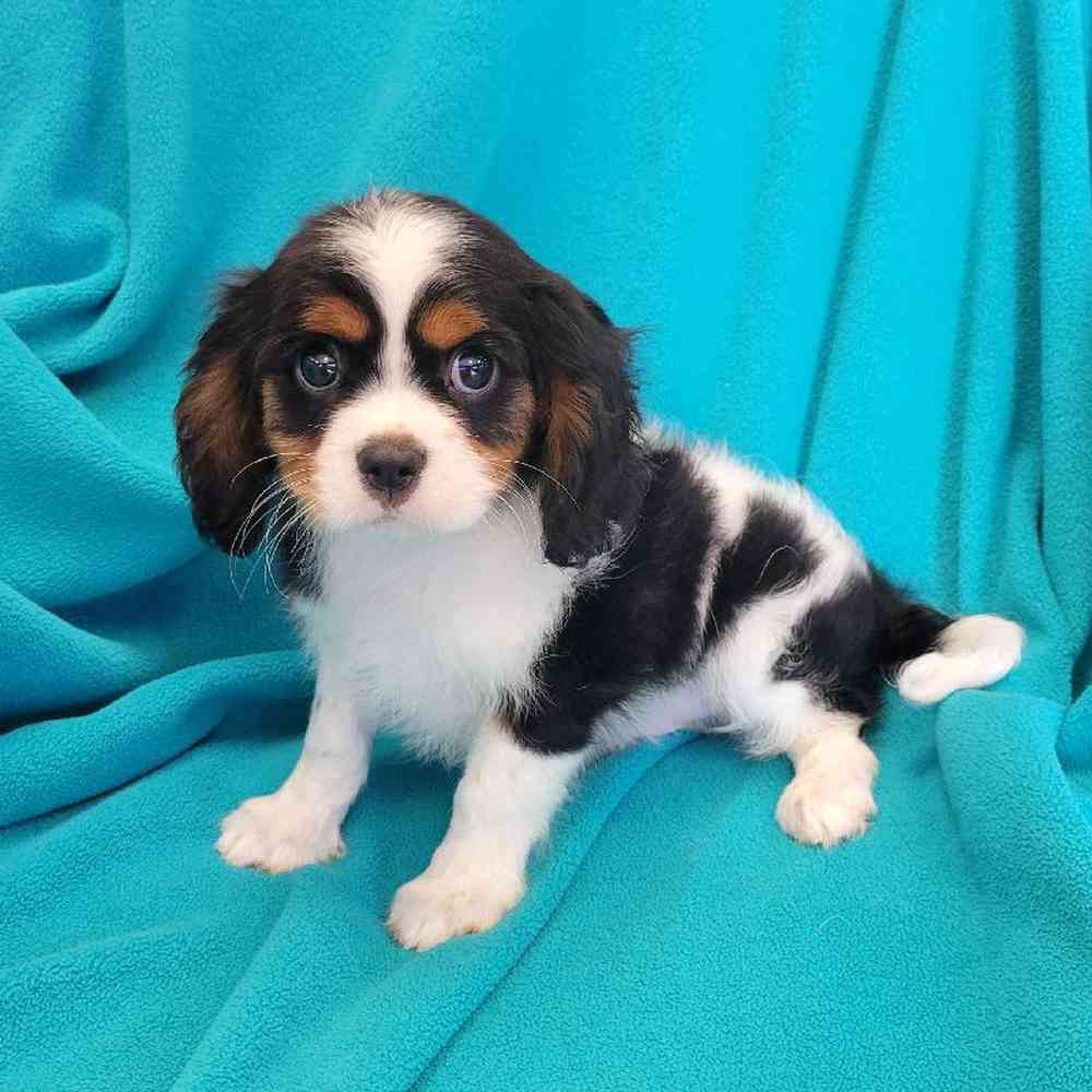 Male Cavalier King Charles Spaniel Puppy for Sale in St. Charles, IL