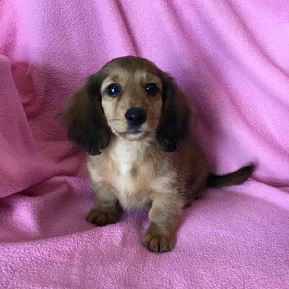 Female Dachshund Puppy for Sale in St. Charles, IL