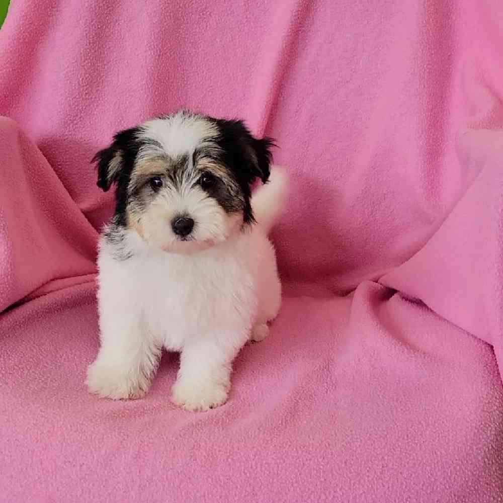 Female Havanese Puppy for Sale in St. Charles, IL