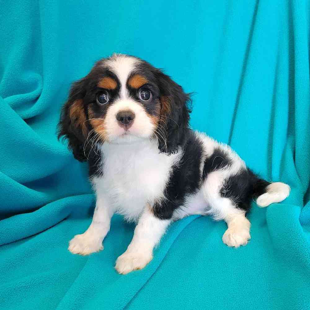 Male Cavalier King Charles Spaniel Puppy for Sale in St. Charles, IL