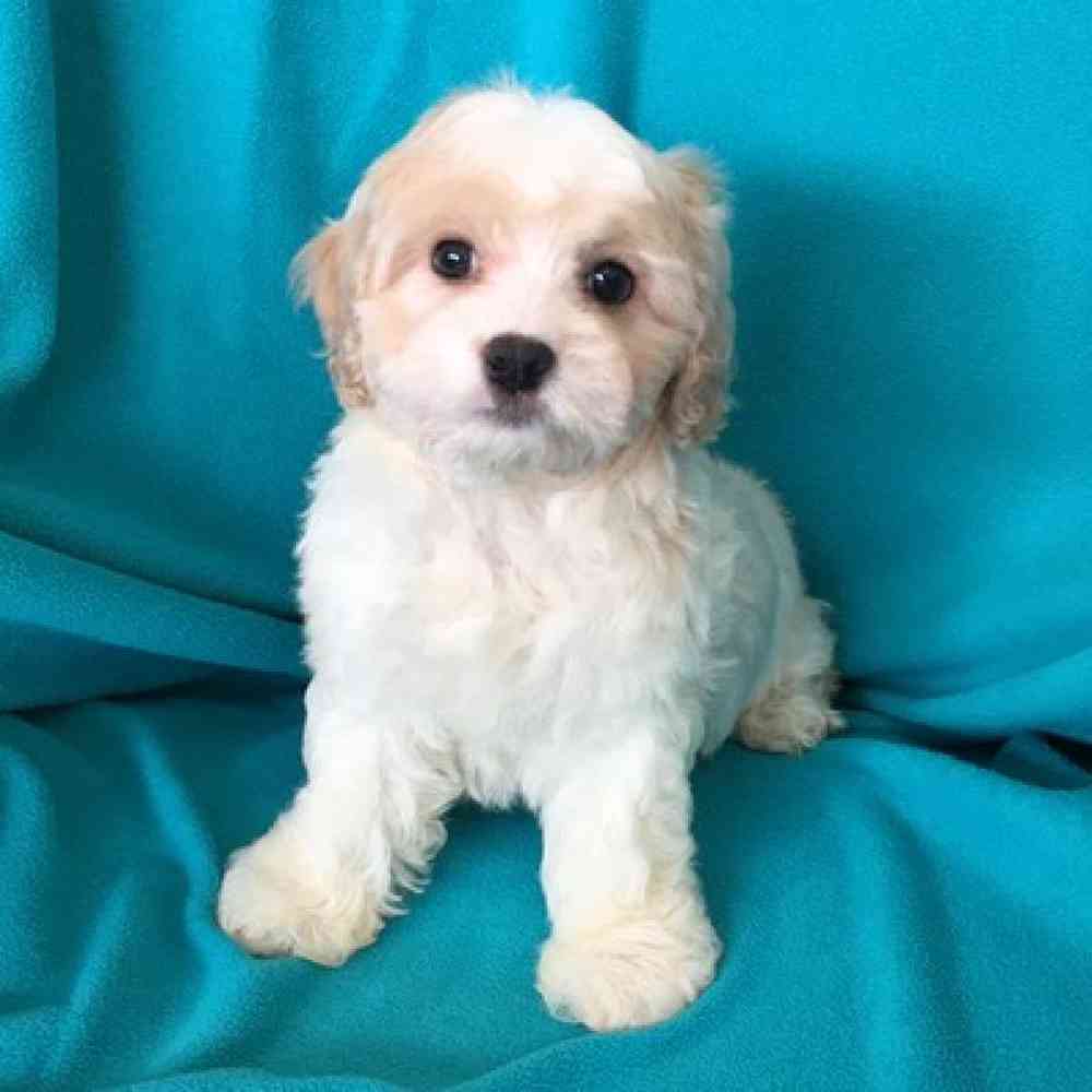 Male Cavachon Puppy for Sale in St. Charles, IL