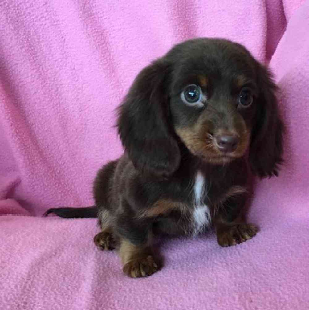 Female Dachshund Puppy for sale
