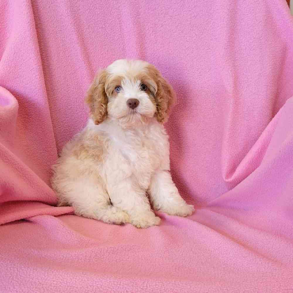 Female Cockapoo Puppy for sale