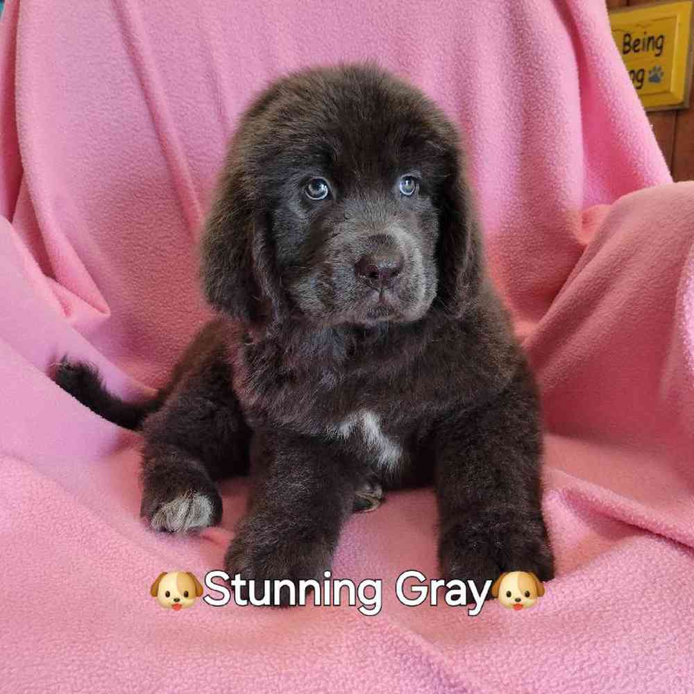 Female Newfoundland Puppy for Sale in St. Charles, IL