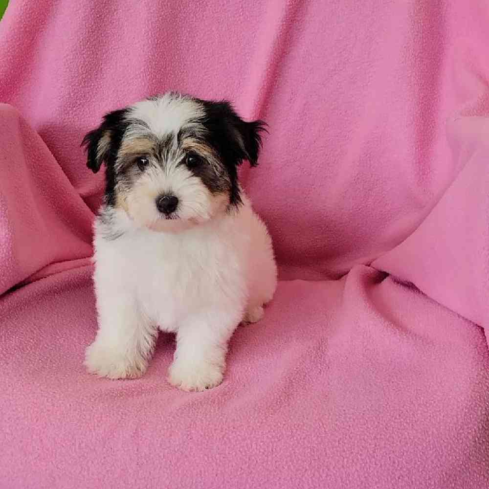 Female Havanese Puppy for Sale in St. Charles, IL