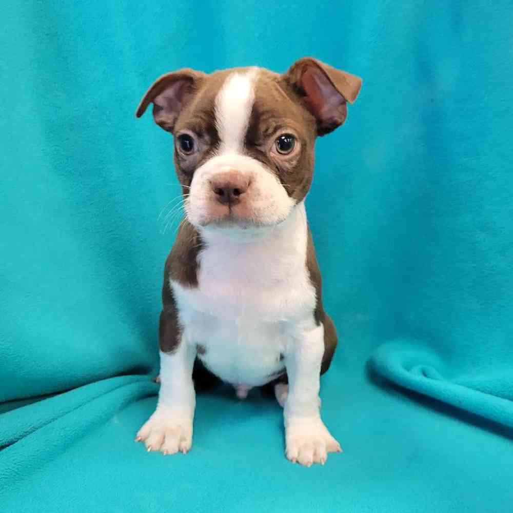 Male Boston Terrier Puppy for Sale in St. Charles, IL