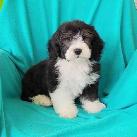 Mini Sheepadoodle