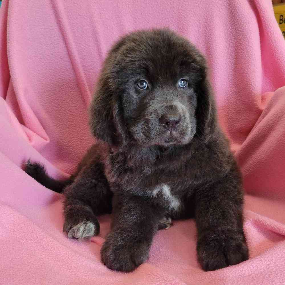Female Newfoundland Puppy for Sale in St. Charles, IL