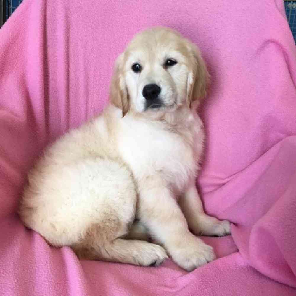Female Golden Retriever Puppy for Sale in St. Charles, IL