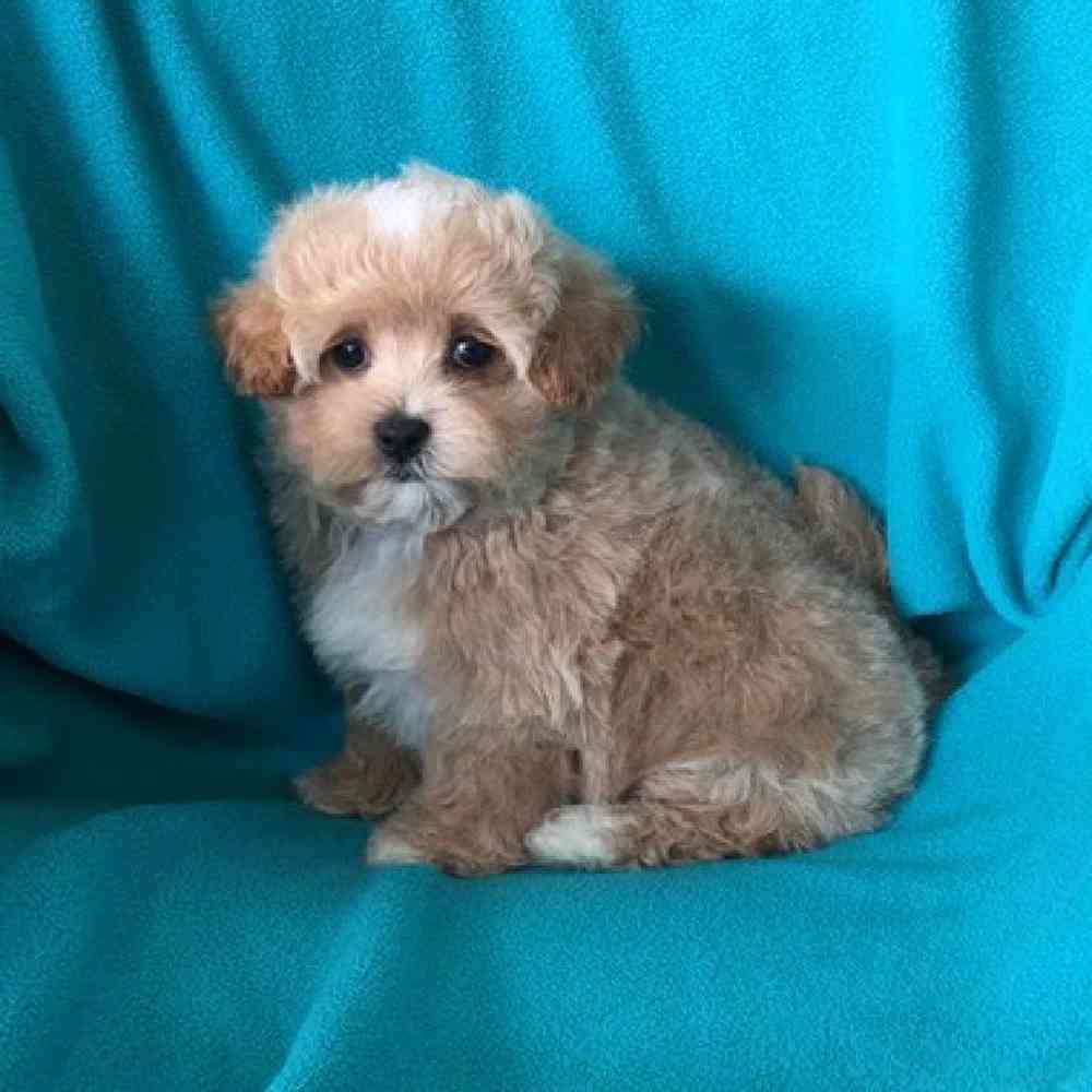 Male Maltipoo Puppy for Sale in St. Charles, IL