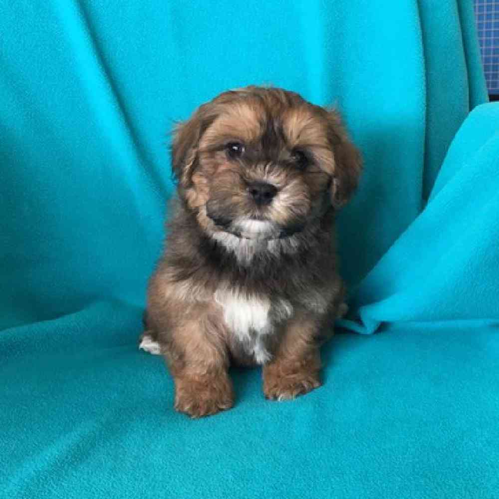 Male Teddy Bear Puppy for Sale in St. Charles, IL