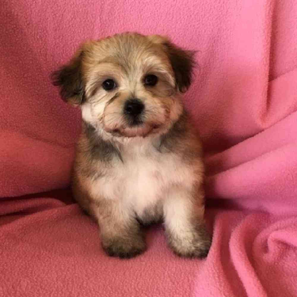 Female Yorkie-Poo Puppy for Sale in St. Charles, IL