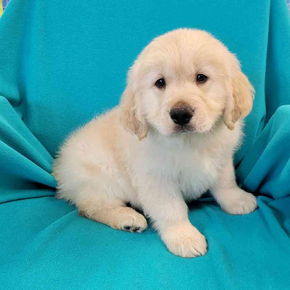 Male Golden Retriever Puppy for Sale in St. Charles, IL