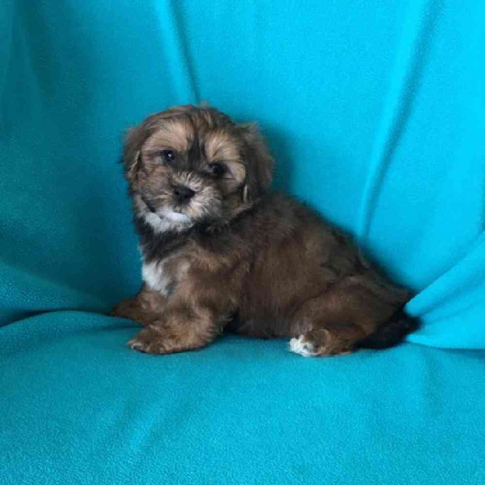 Male Teddy Bear Puppy for Sale in St. Charles, IL