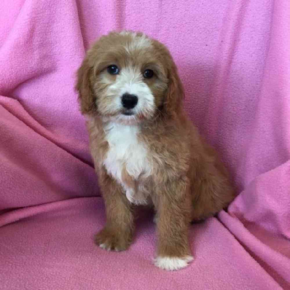 Female Mini Goldendoodle Puppy for sale