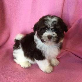 Havanese
