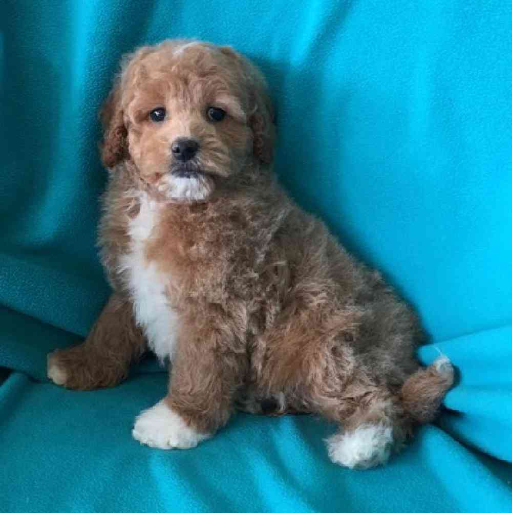 Male Cavapoo Puppy for Sale in St. Charles, IL