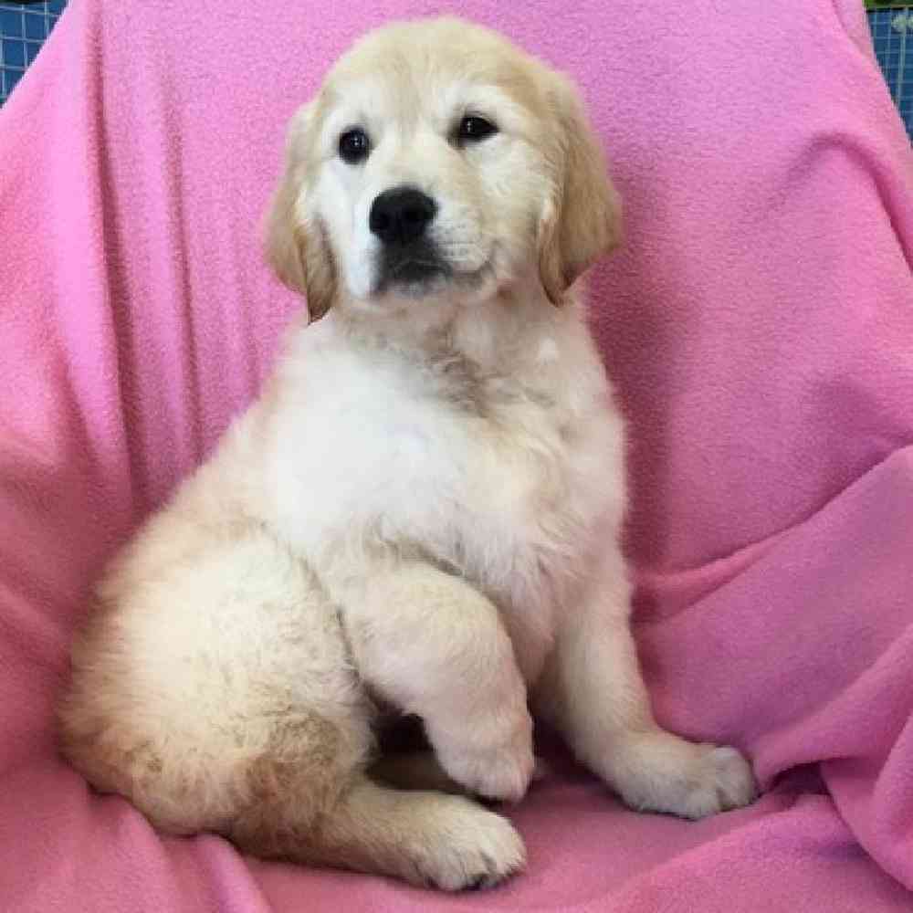Female Golden Retriever Puppy for Sale in St. Charles, IL