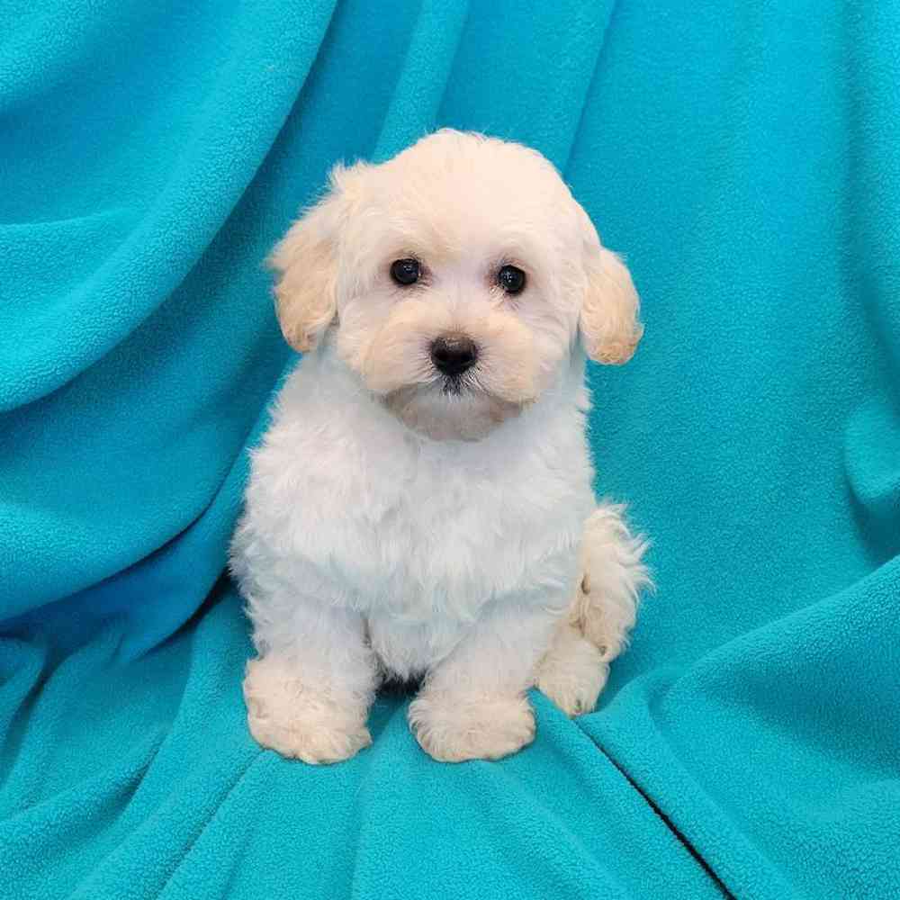 Male Havapoo Puppy for Sale in St. Charles, IL