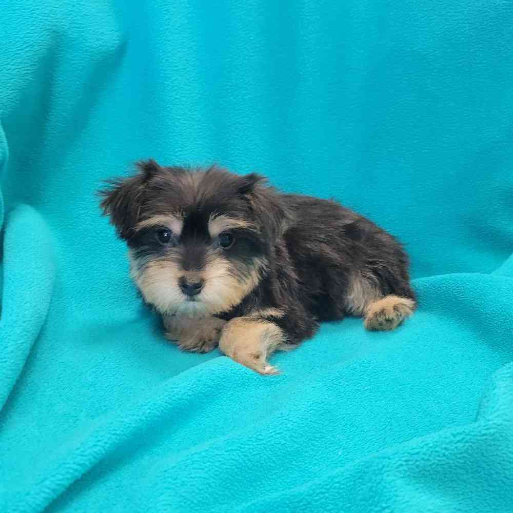 Male Yorkie-Poo Puppy for Sale in St. Charles, IL