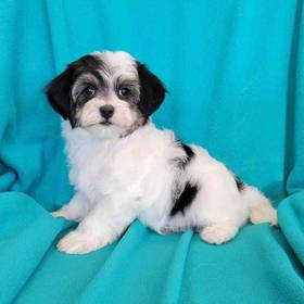 Maltipoo