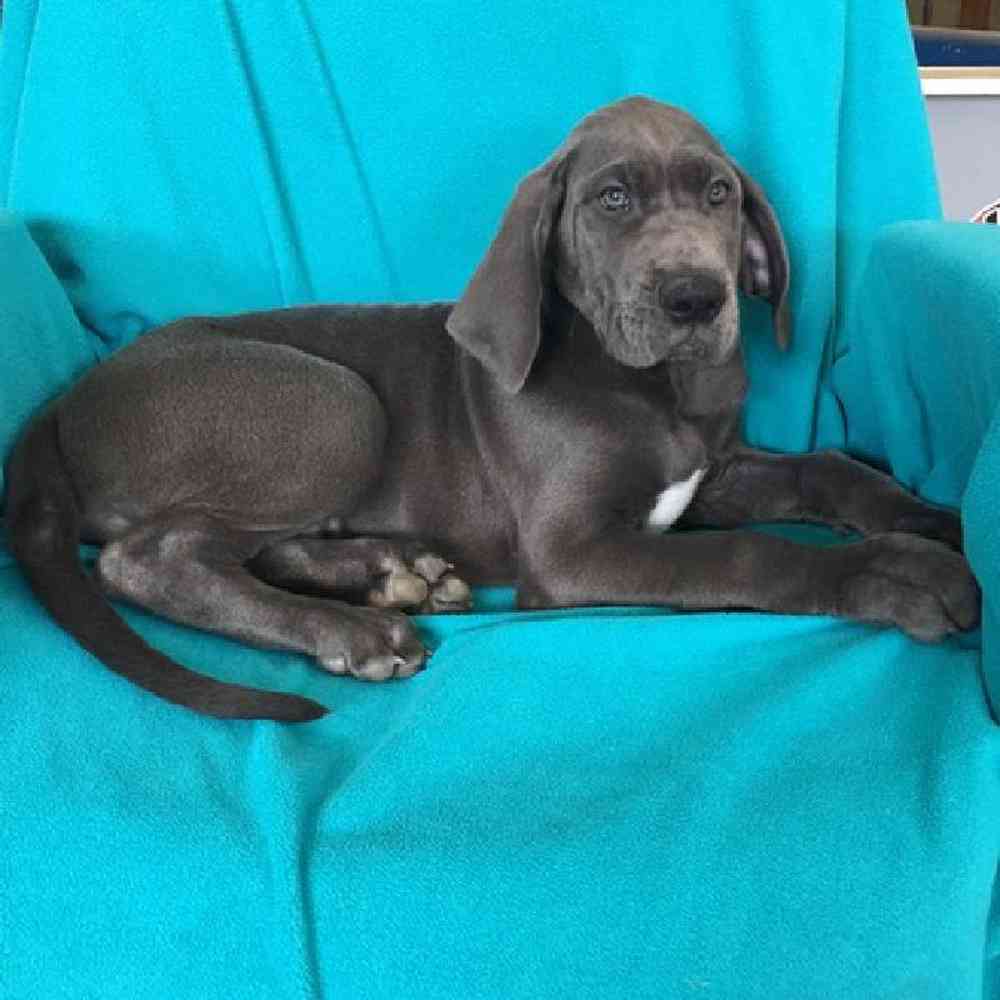 Female Great Dane Puppy for Sale in St. Charles, IL
