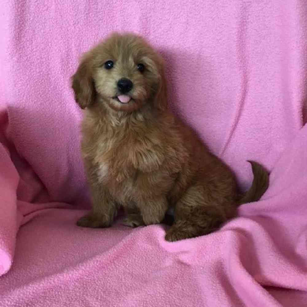 Female Mini Goldendoodle Puppy for Sale in St. Charles, IL