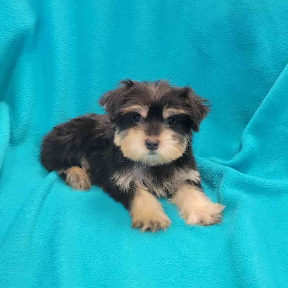 Male Yorkie-Poo Puppy for Sale in St. Charles, IL
