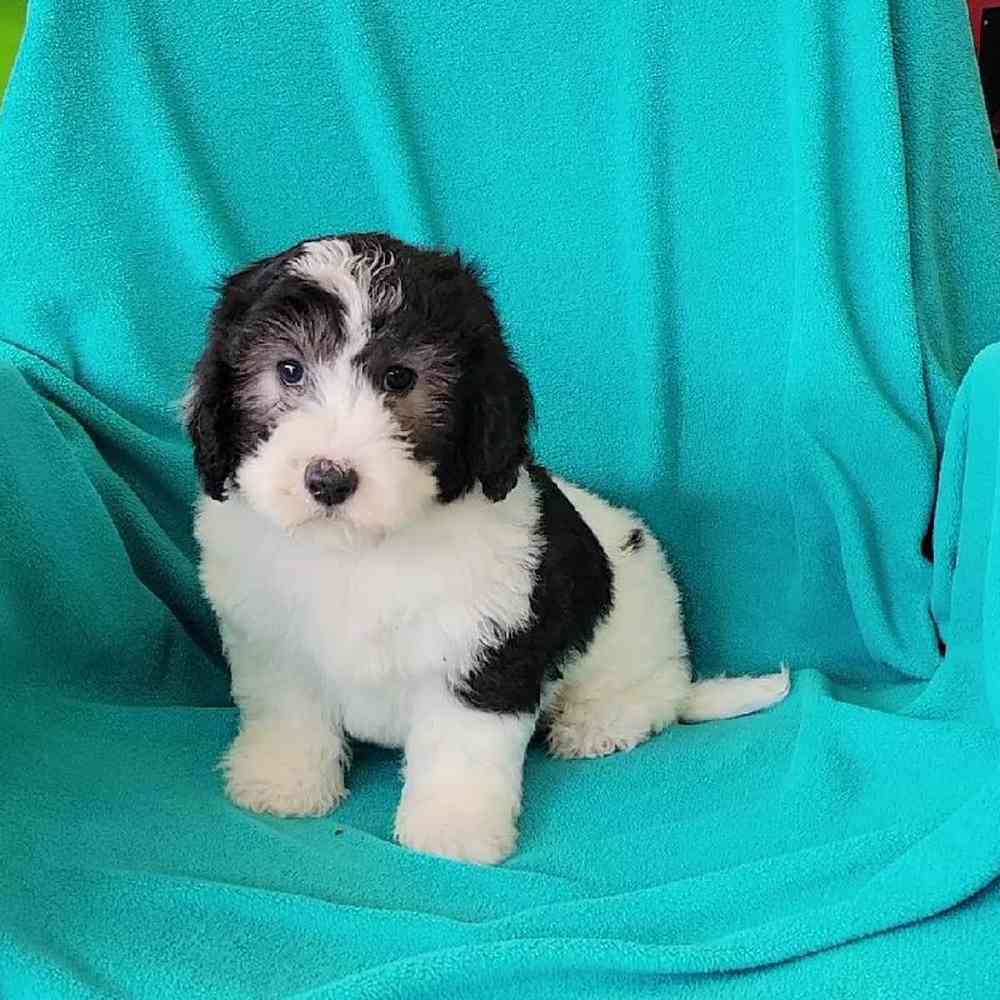 Male Mini Sheepadoodle Puppy for Sale in St. Charles, IL