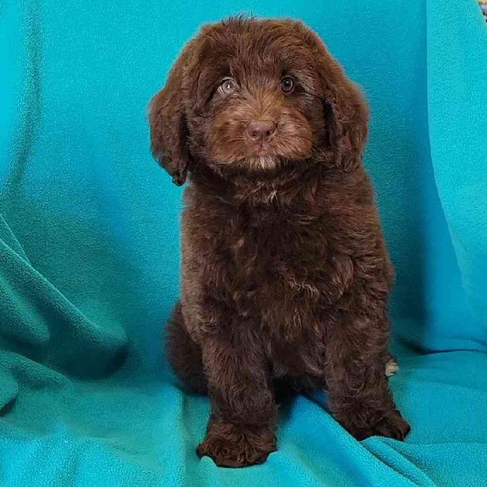 Male Newfoundland-Poodle Puppy for sale