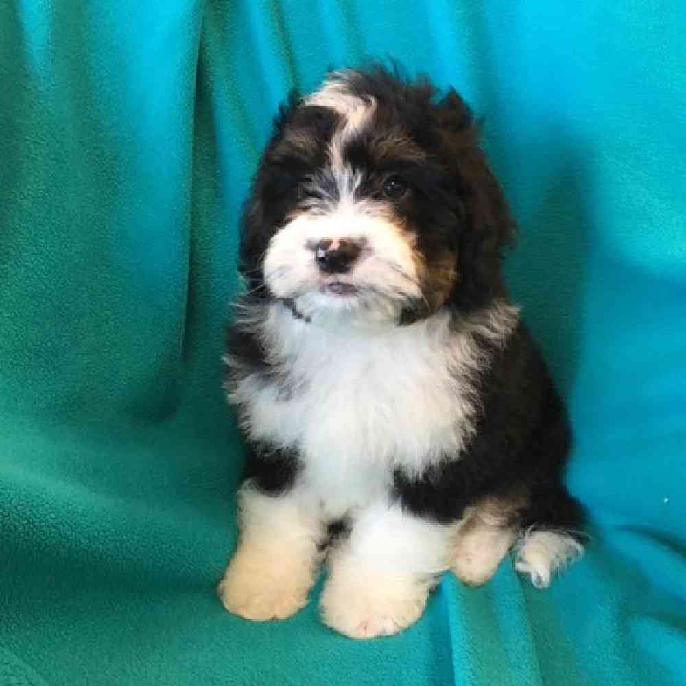 Male Mini Bernadoodle Puppy for sale