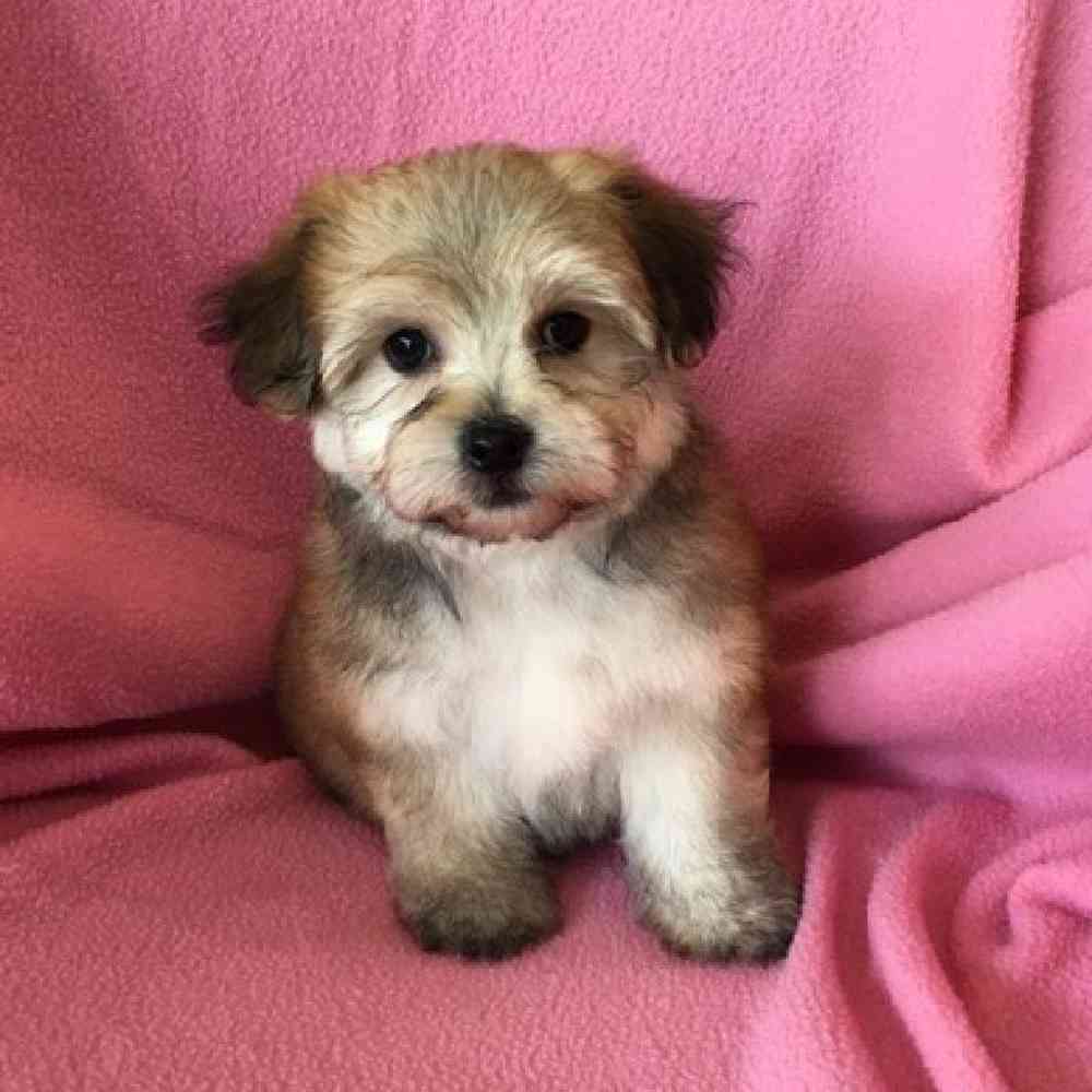 Female Yorkie-Poo Puppy for Sale in St. Charles, IL