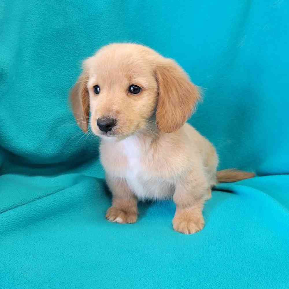 Male Dachshund Puppy for Sale in St. Charles, IL