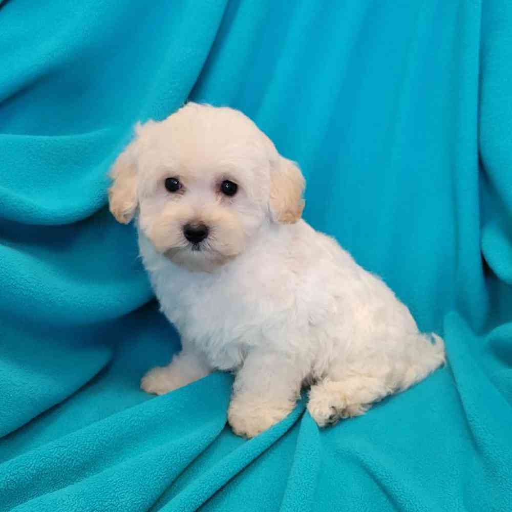 Male Havapoo Puppy for Sale in St. Charles, IL