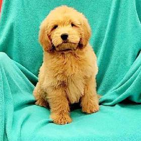 Mini Goldendoodle