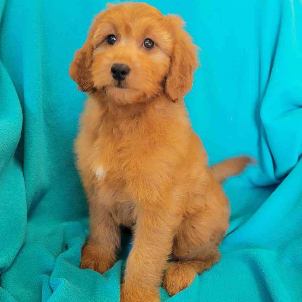Male Mini Goldendoodle Puppy for Sale in St. Charles, IL