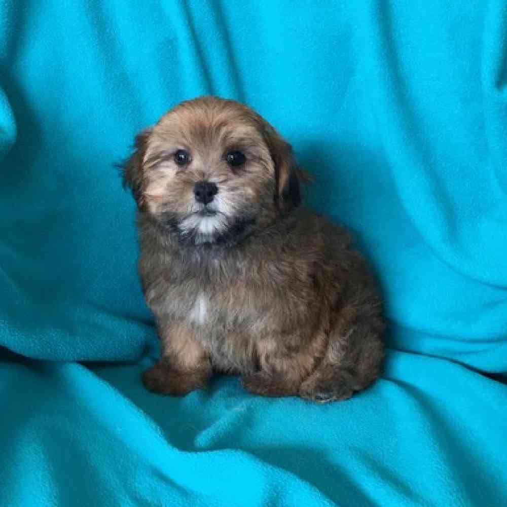 Male Shipoo Puppy for Sale in St. Charles, IL