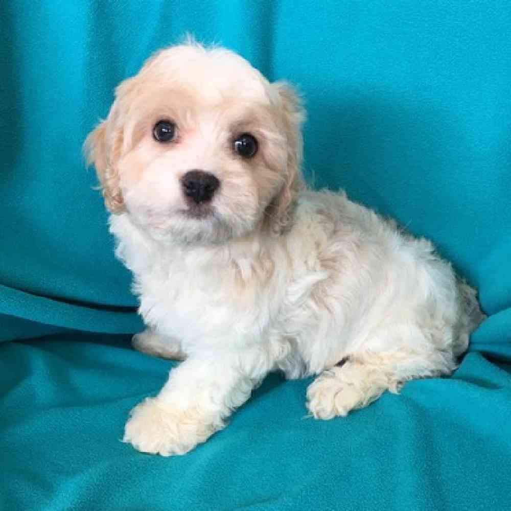 Male Cavachon Puppy for Sale in St. Charles, IL