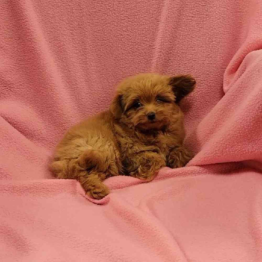 Female Pom-A-Poo Puppy for Sale in St. Charles, IL