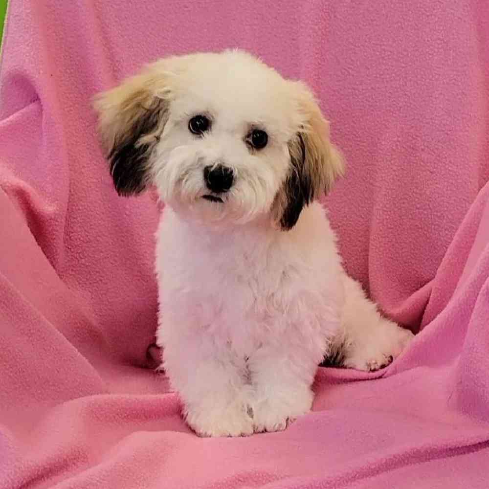 Female Teddy Bear Puppy for Sale in St. Charles, IL