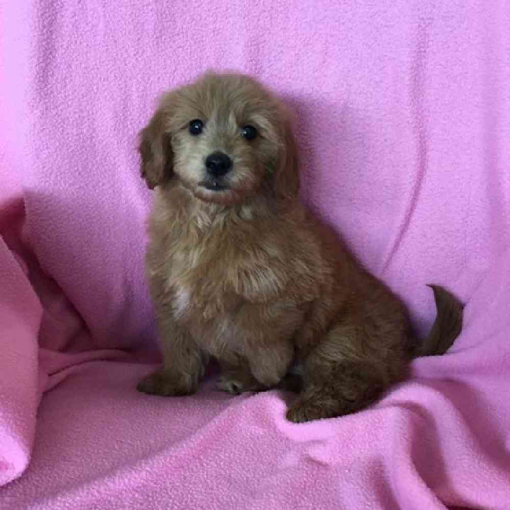 Female Mini Goldendoodle Puppy for Sale in St. Charles, IL