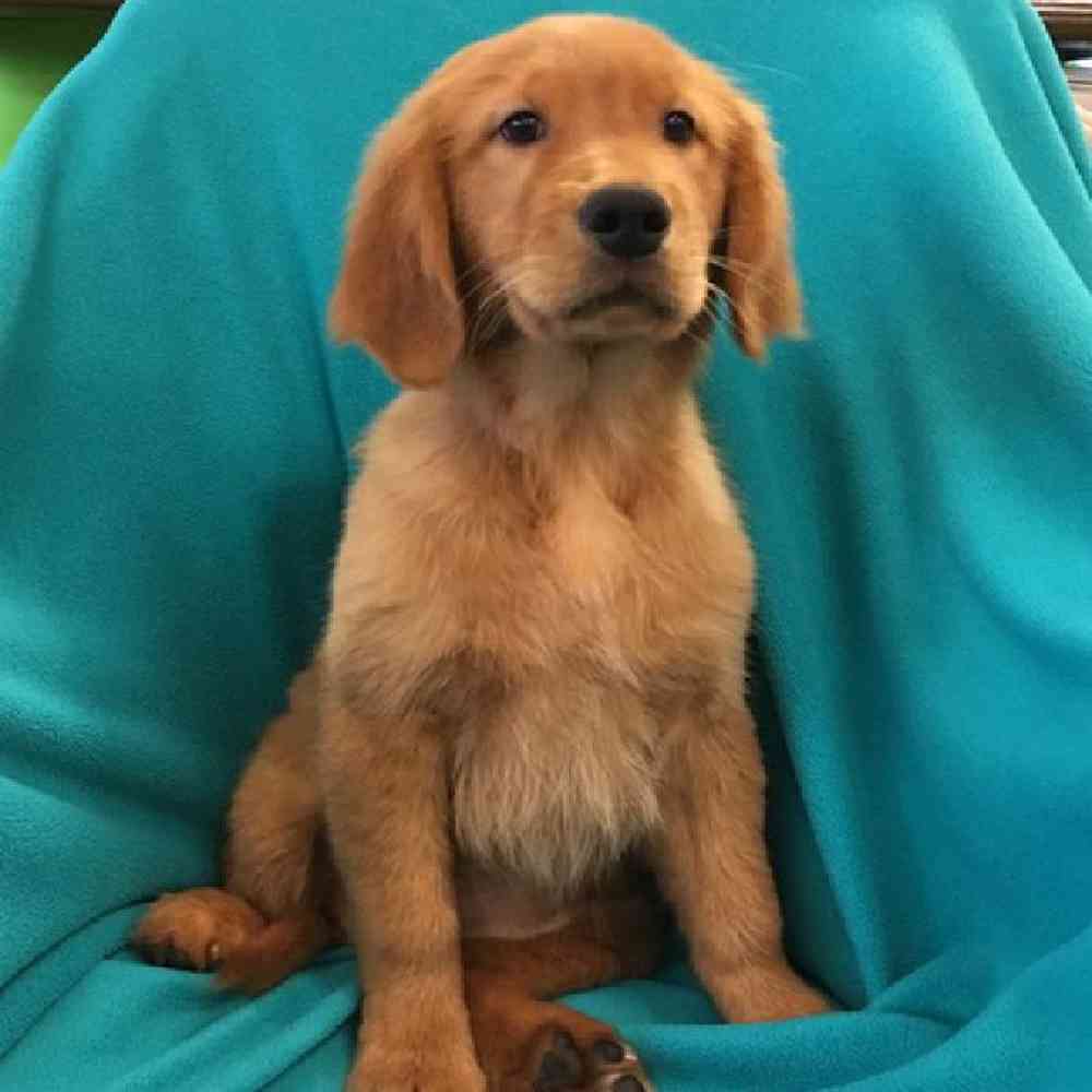 Female Golden Retriever Puppy for sale