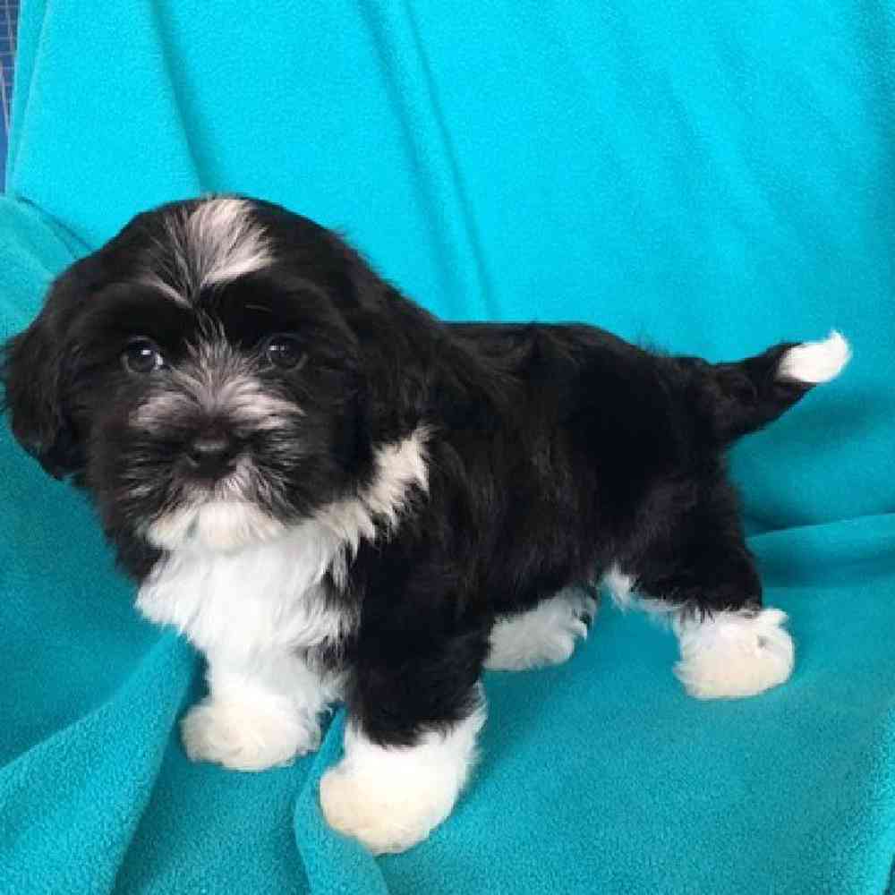 Male Havanese Puppy for Sale in St. Charles, IL