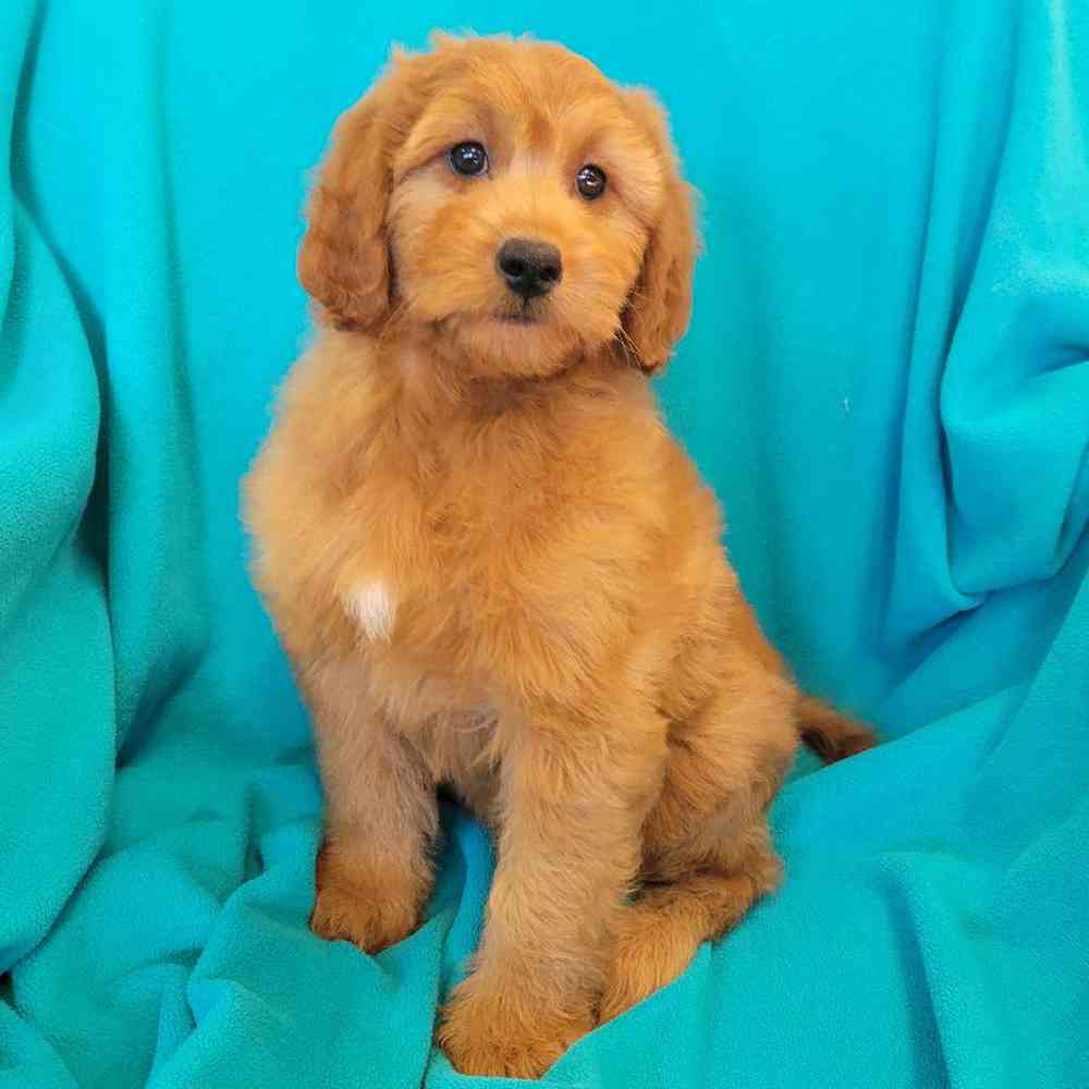 Male Mini Goldendoodle Puppy for Sale in St. Charles, IL